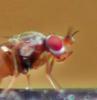 Elachiptera cornuta